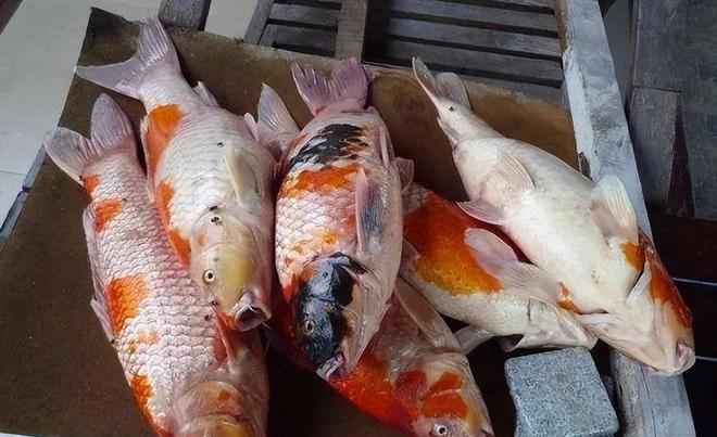 投毒者恐将面临牢狱之灾知情人爆料更多细节PG麻将胡了试玩平台重庆锦鲤死亡后续！