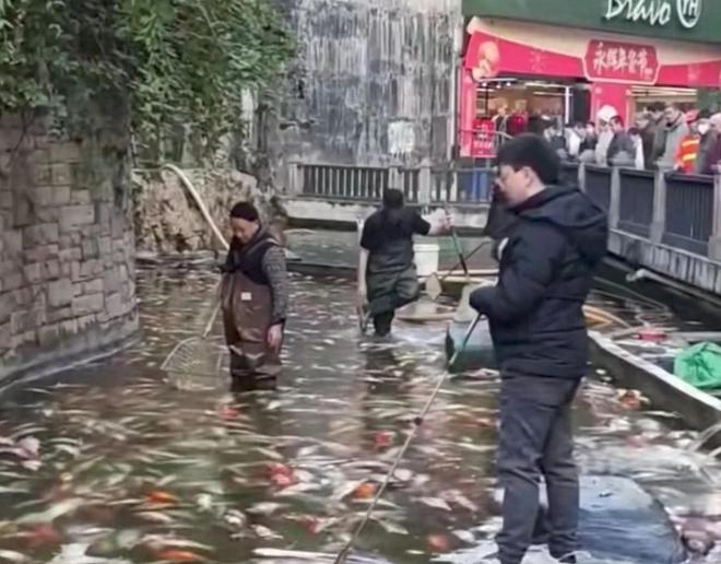 投毒者恐将面临牢狱之灾知情人爆料更多细节PG麻将胡了试玩平台重庆锦鲤死亡后续！(图8)