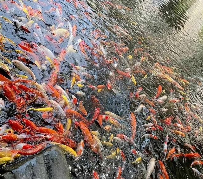 投毒者恐将面临牢狱之灾知情人爆料更多细节PG麻将胡了试玩平台重庆锦鲤死亡后续！(图9)