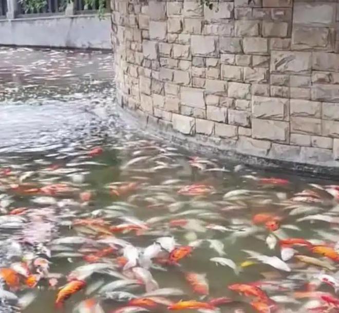 投毒者恐将面临牢狱之灾知情人爆料更多细节PG麻将胡了试玩平台重庆锦鲤死亡后续！(图16)