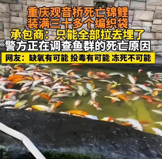 投毒者恐将面临牢狱之灾知情人爆料更多细节PG麻将胡了试玩平台重庆锦鲤死亡后续！(图19)
