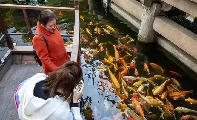 投毒者恐将面临牢狱之灾知情人爆料更多细节PG麻将胡了试玩平台重庆锦鲤死亡后续！(图22)