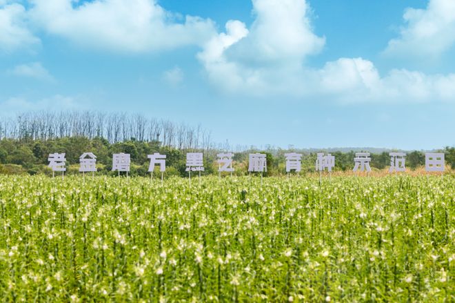 突围路径：锚定芝麻专家定位深化全产业链P